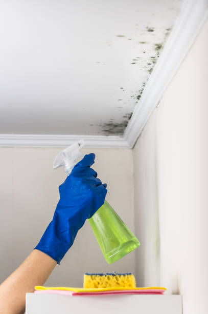 Health and Safety Mold Remediation